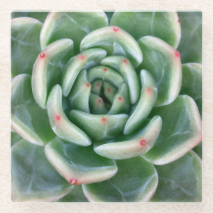 Dessous-de-verre En Verre Succulent incliné par rouge vert