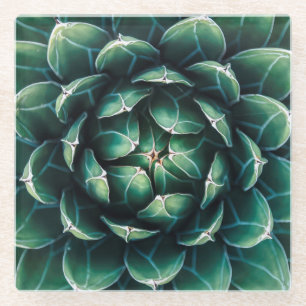 Dessous-de-verre En Verre Succulent vert et blanc