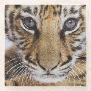 Dessous-de-verre En Verre Tigre CUB