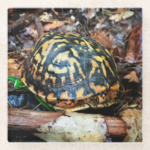 Dessous-de-verre En Verre Tortue dans la forêt, Chester, South Carolina Post