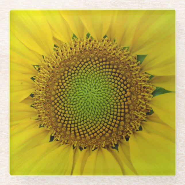 Dessous-de-verre En Verre Tournesol et graines, Spirale, Ratio doré (Devant)