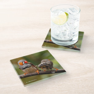 Dessous-de-verre En Verre Une paire de coquins Zebra Finches Songbirds