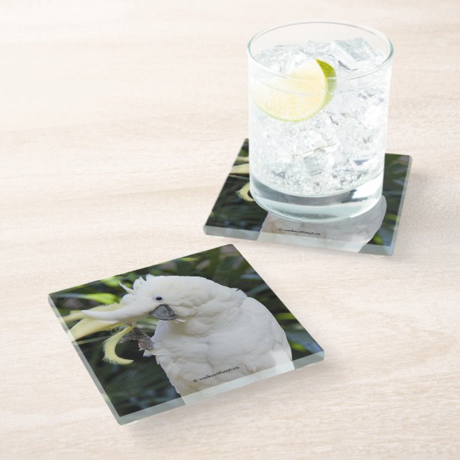 Dessous-de-verre En Verre Vagues de Cockatoo au soufre au photographe (Incliné)