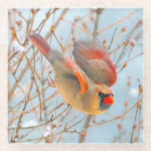 Dessous-de-verre En Verre Vol Cardinal Nord - Photo originale