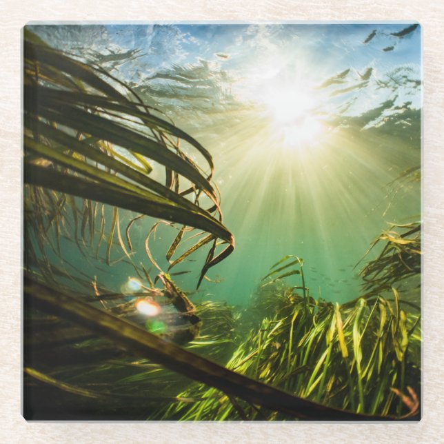 Dessous-de-verre En Verre Zizania Texana (Devant)