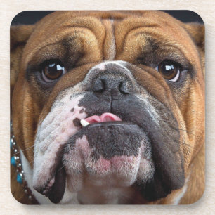 Dessous-de-verre English Bulldog  Throw Pillow
