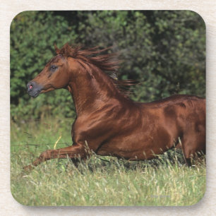 Dessous-de-verre Étalon arabe fonctionnant dans l'herbe