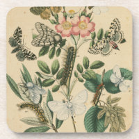 Étapes de la vie des papillons par Vision Studio