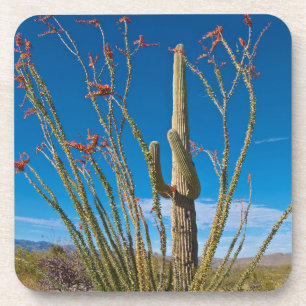 Dessous-de-verre États-Unis, Arizona. Cactus dans le parc national 
