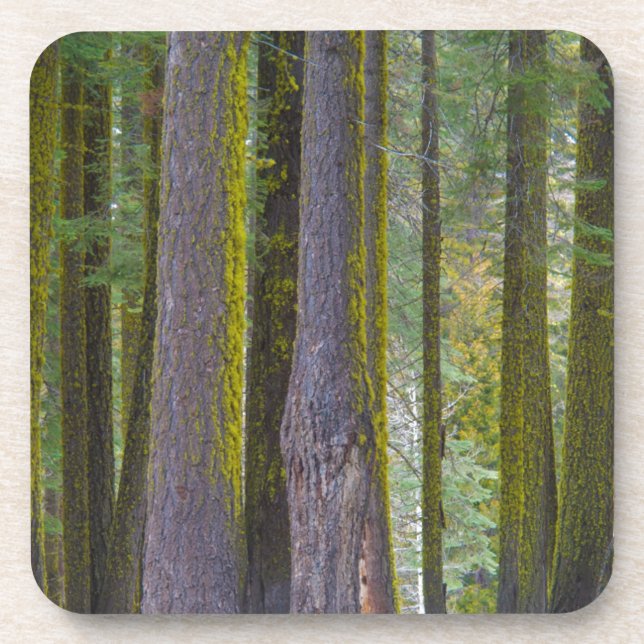 Dessous-de-verre États-Unis, Californie. Troncs d'arbres couverts d (Devant)