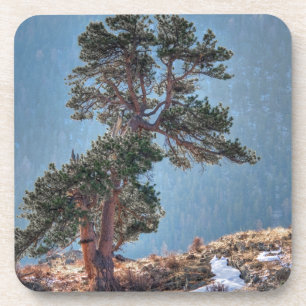 Dessous-de-verre États-Unis, Colorado, Arbre à Estes Park