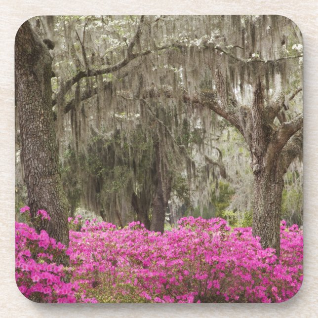 Dessous-de-verre Etats-Unis, Géorgie, Savannah, Printemps de l'hist (Devant)