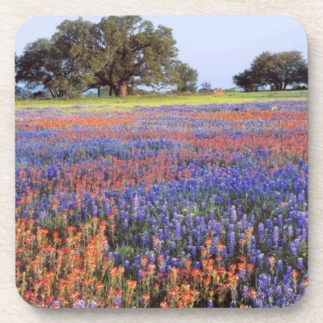 Dessous-de-verre États-Unis, Texas, Llano. Bluebonnets et redbonnet (Devant)