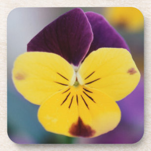 Dessous-de-verre États-Unis, Utah, gros plan de Viola tricolor dans