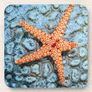 Dessous-de-verre Étoiles de mer sur un corail avec Polips
