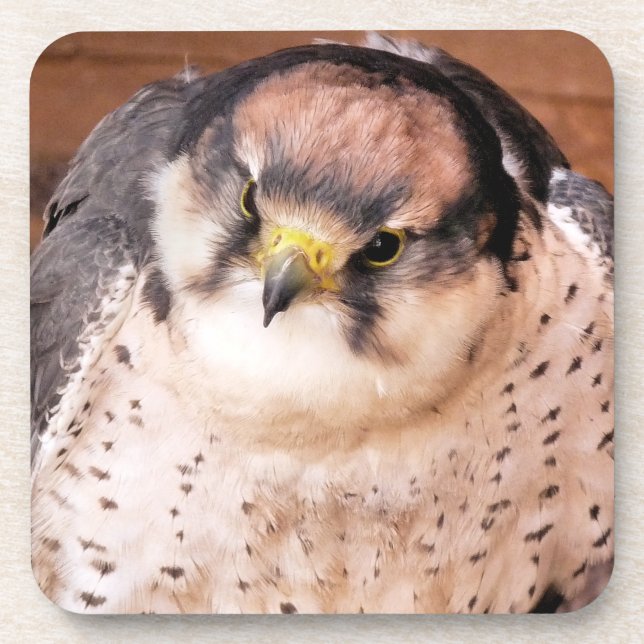 DESSOUS-DE-VERRE FALCON BIRD DE PREY (Devant)