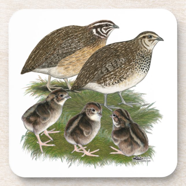 Dessous-de-verre Famille Coturnix Quail (Devant)