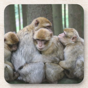 Dessous-de-verre Famille Cute Ape Photo Hug
