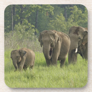 Dessous-de-verre Famille d'éléphants indiens