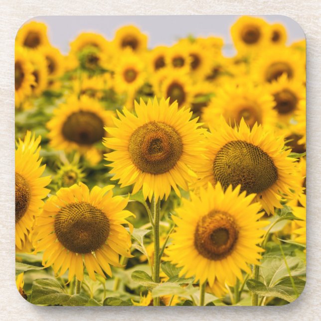 Dessous-de-verre Farms | A Sunflower (Devant)