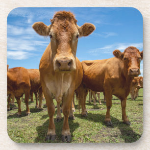 Dessous-de-verre Farms Brown cow
