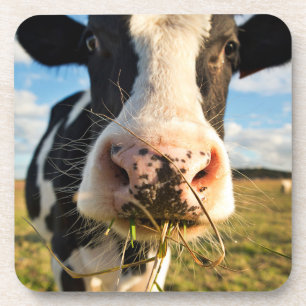 Dessous-de-verre Farms   Holstein Cow Chewing