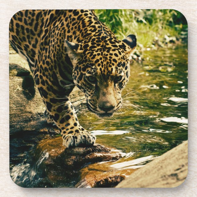 Dessous-de-verre Faune Animaux sauvages Nature léopard (Devant)