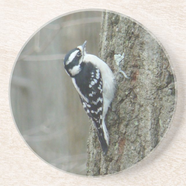 Dessous de verre féminin Downy Woodpecker (Devant)