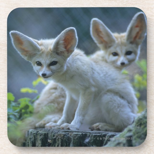 Dessous-de-verre Fennek (zerda de Vulpes) W�_stenfuchs, Fennec (Devant)