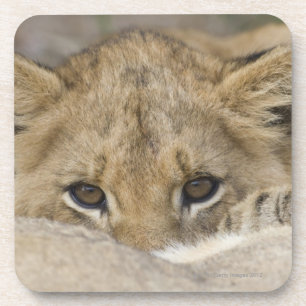 Dessous-de-verre Fermez-vous du visage de petit animal de lion