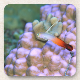 Dessous-de-verre Fermez-vous d'un poisson de dard du feu,