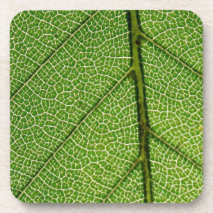 Dessous-de-verre Feuille verte en détail