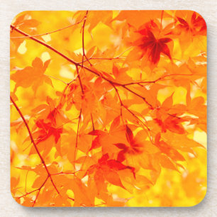 Dessous-de-verre Feuilles d'automne Couleur de automne Jaune Nature