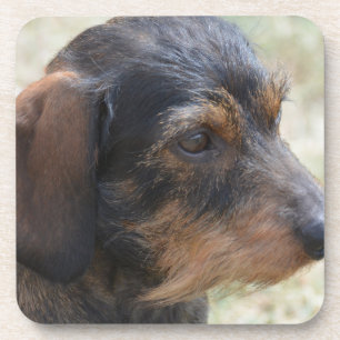 Dessous-de-verre Fil mignon Dashchund d'une chevelure