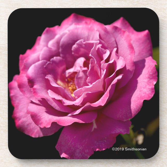 Dessous-de-verre -Fin rose de visage d'ange (Devant)
