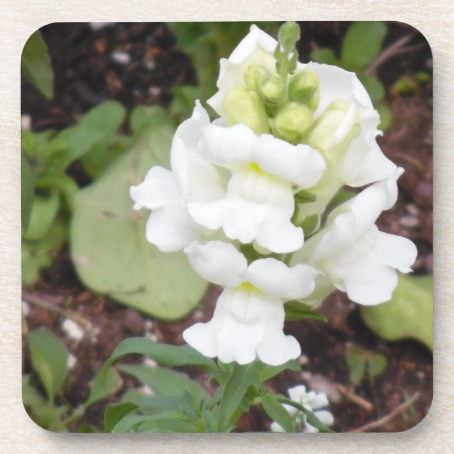 Dessous-de-verre Fleur blanche (Devant)