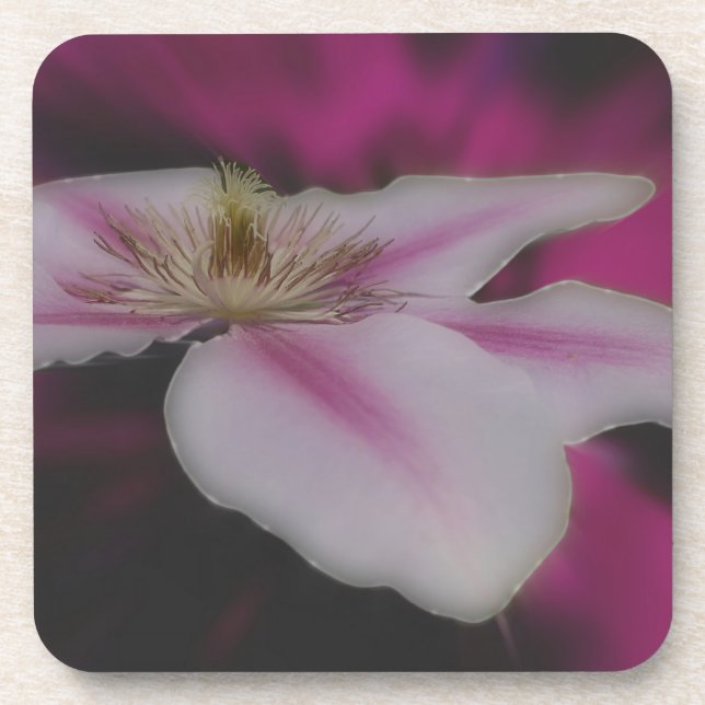 Dessous-de-verre Fleur Clematis Blanche Et Rose (Devant)