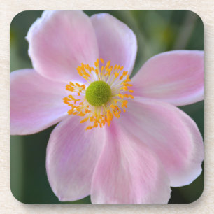 Dessous-de-verre Fleur d'anémone japonaise rose