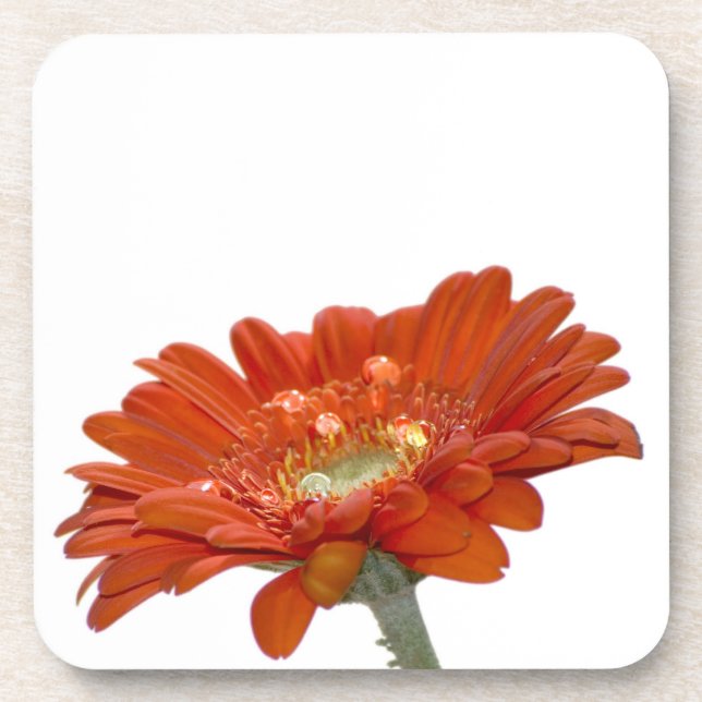 Dessous-de-verre Fleur de Gerbera de marguerite orange (Devant)