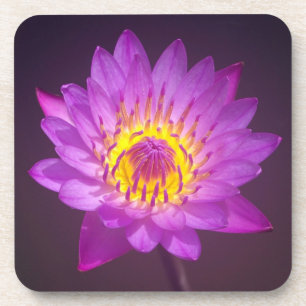 Dessous-de-verre Fleur de Lotus pourpre