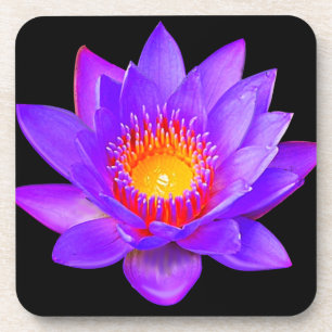 Dessous-de-verre Fleur de lotus violette sur fond noir
