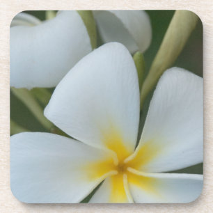 Dessous-de-verre Fleur de Plumeria Tropicale Blanche De Fidji