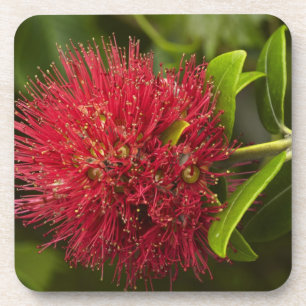 Dessous-de-verre Fleur de Pohutukawa, Dunedin