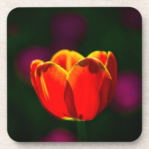 Dessous-de-verre Fleur de tulipe rouge