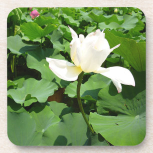 Dessous-de-verre Fleur Lotus blanche