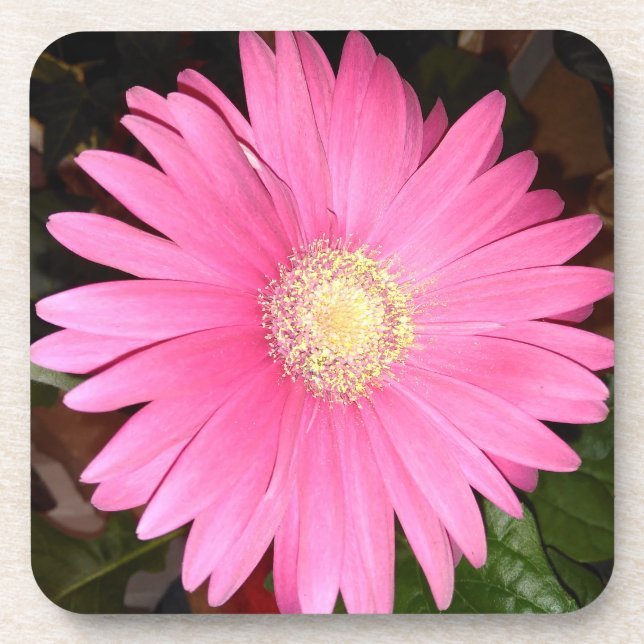 Dessous-de-verre Fleur rose de marguerite (Devant)