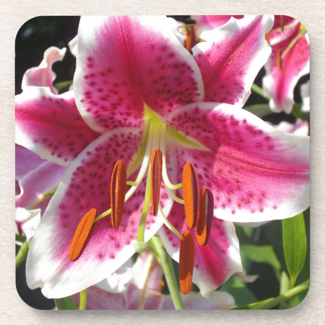 Dessous-de-verre Fleur rose rose rose rose fleur rose fleur tropica (Devant)