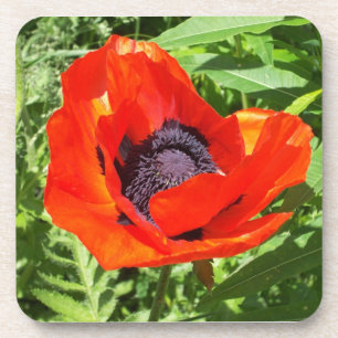 Dessous-de-verre Fleur rouge vif sur vert