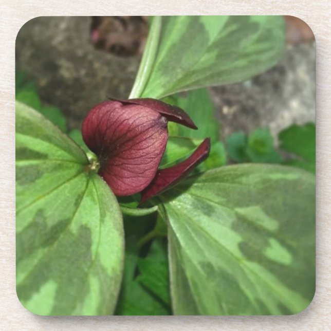 Dessous-de-verre Fleur sauvage (Devant)