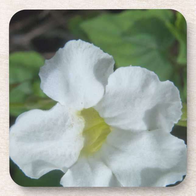 Dessous-de-verre Fleur tropicale blanche trouvée à Fidji (Devant)